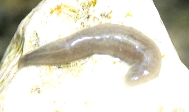 Planaria da Carbonare (TN)